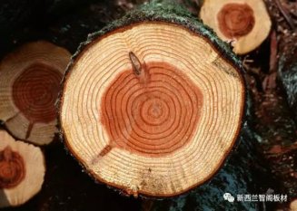 你知道木材的性格嗎？談?wù)勀静呐c人類(lèi)的關(guān)系演變